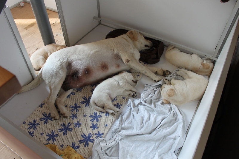 Chiot Labrador Retriever du cabaret des oiseaux