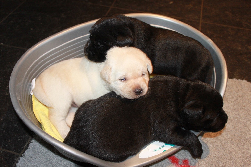 Chiot Labrador Retriever du cabaret des oiseaux