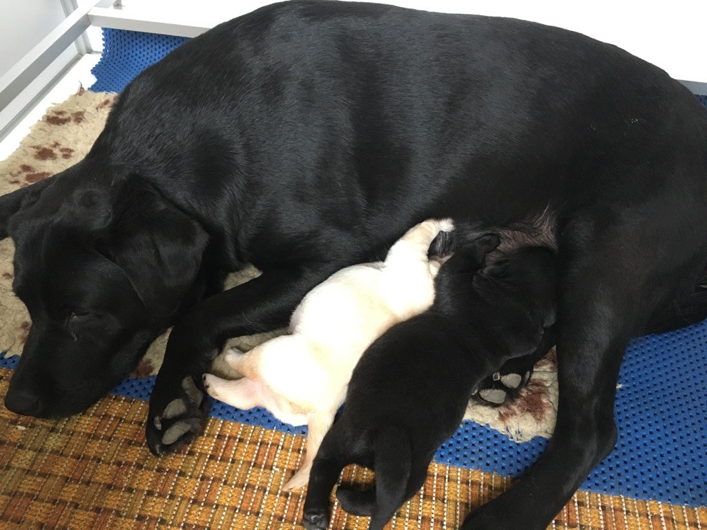 Chiot Labrador Retriever du cabaret des oiseaux