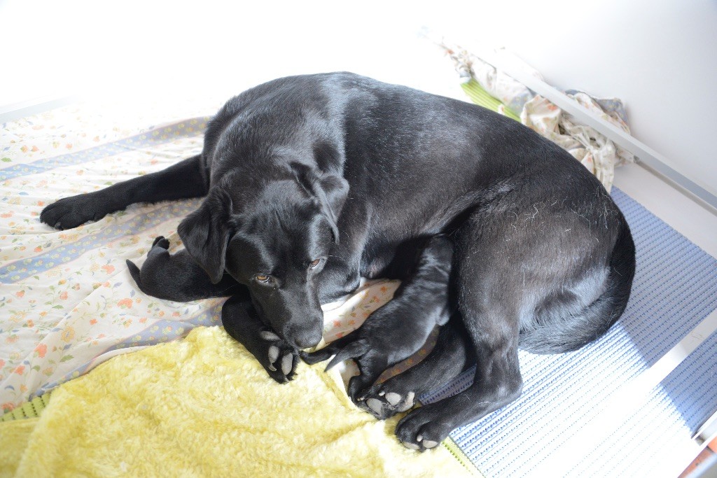 Chiot Labrador Retriever du cabaret des oiseaux