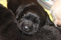 CHIOT