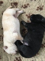 CHIOT