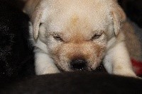 CHIOT