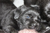 CHIOT