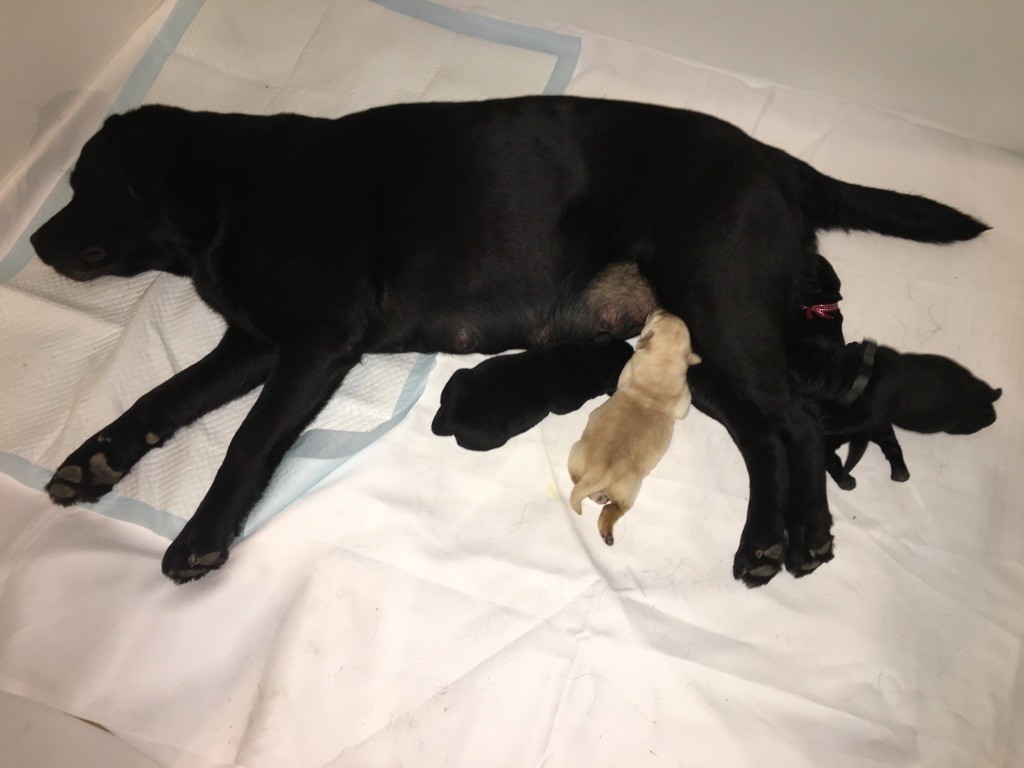 Chiot Labrador Retriever du cabaret des oiseaux